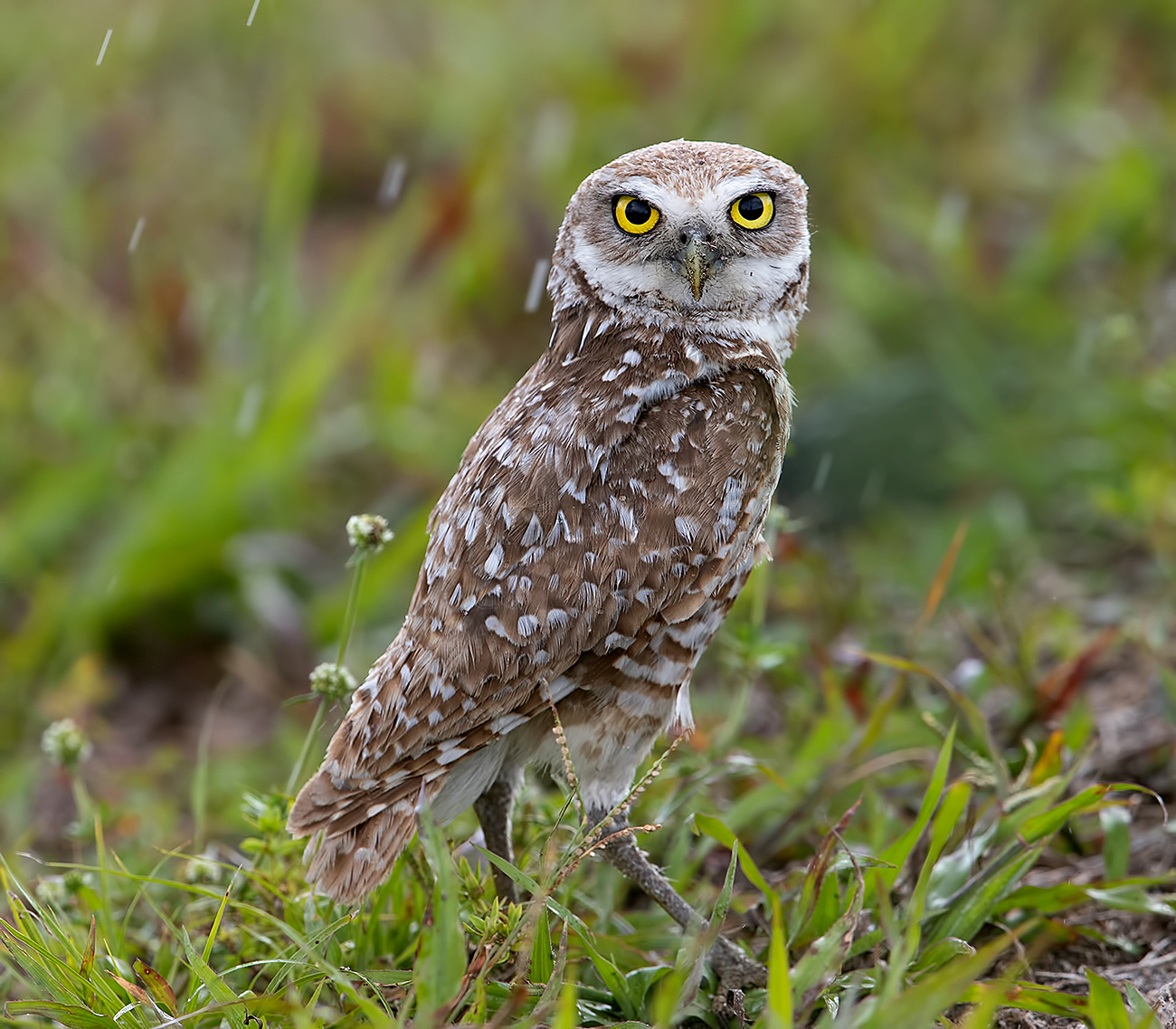 Burrowing Owl - Кроличий сыч