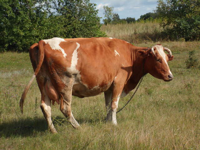 Корова