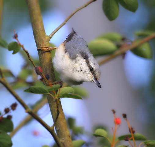 Поползень ( Sitta europaea )