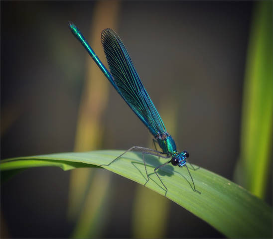Красотка блестящая (лат. Calopteryx splendens)