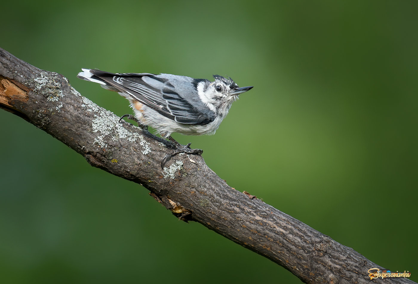 White-breasted Nuthatch (juvie) 