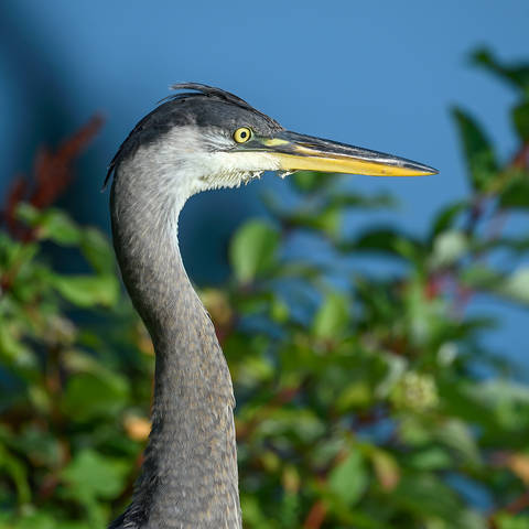 Great blue heron (juvenile) ~ close up