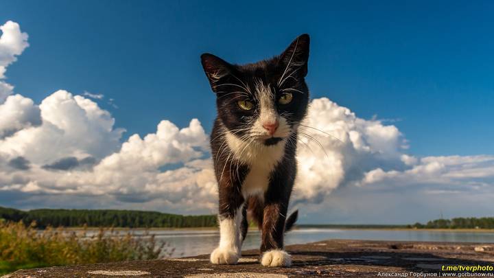 Постоялец