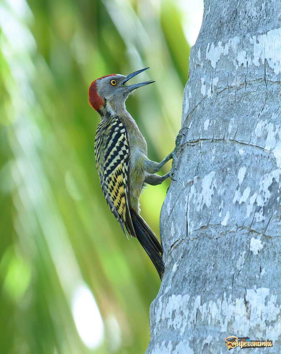 Hispaniolan Woodpecker 