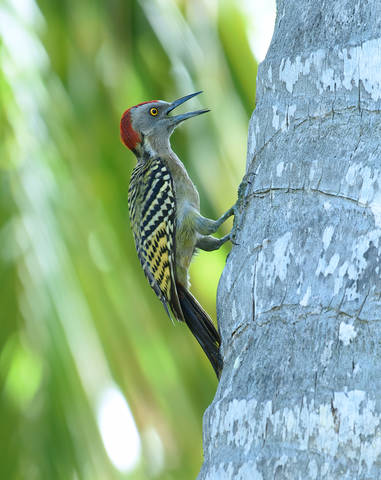 Hispaniolan Woodpecker 