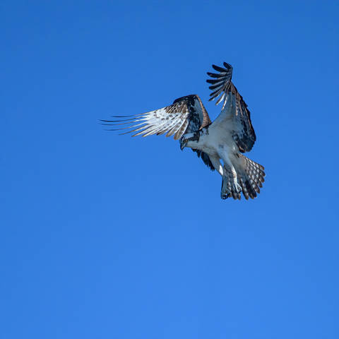 Osprey 