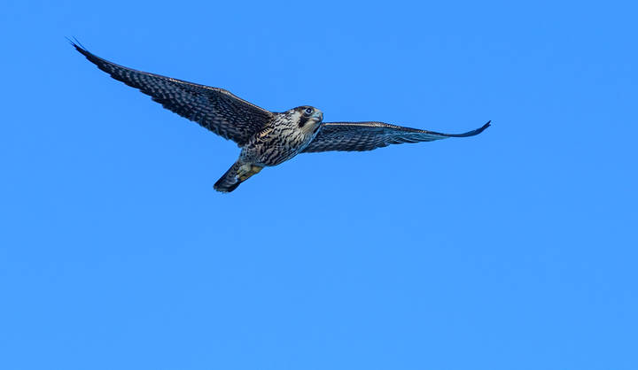 Merlin