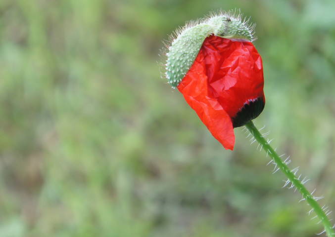 Маки сентября.