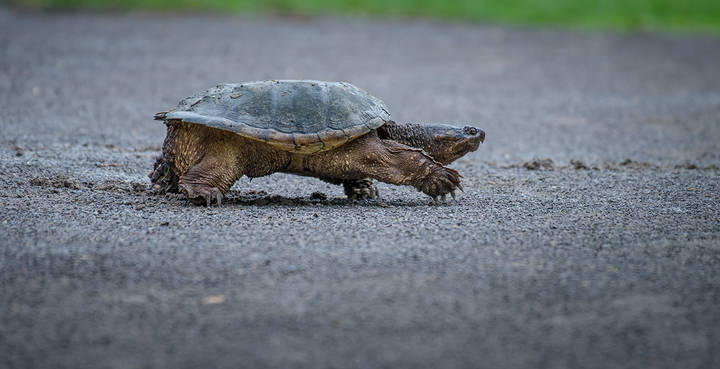 Common snapping turtle