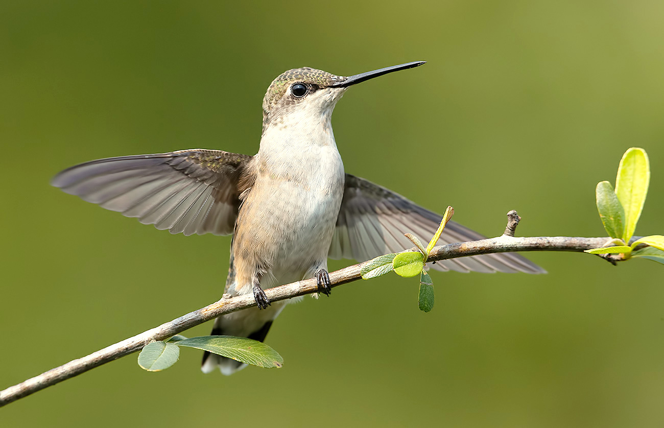 Колибри  - Female. Ruby-throated Hummingbird 