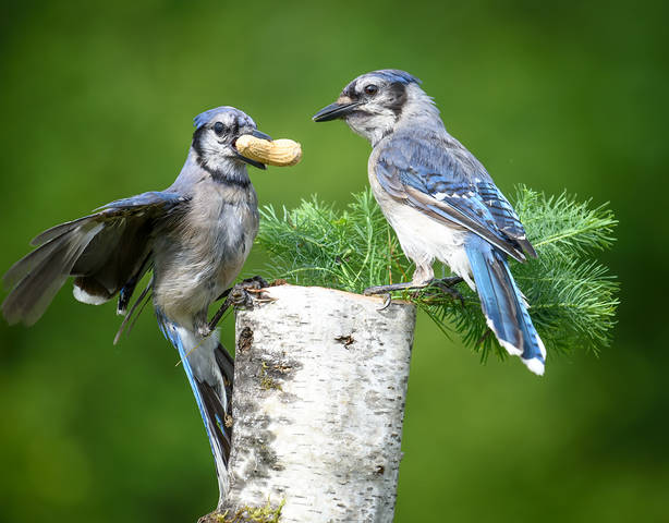 Blue jay 