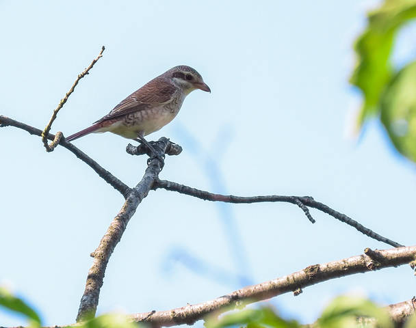 Обыкновенный жулан (Lanius collurio) 