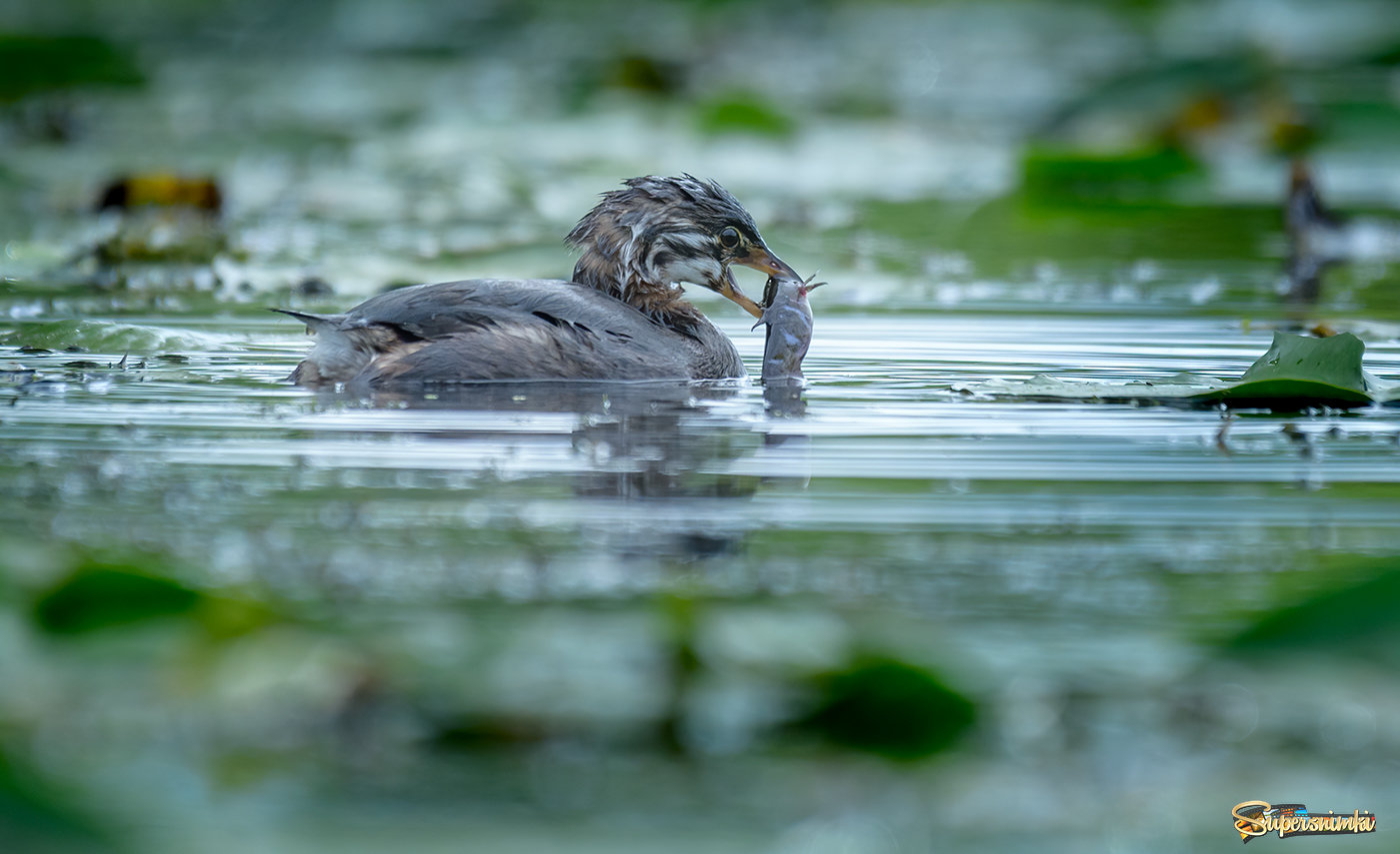 Pied-billed Grebe (juvenile 2021 Fall migration) 