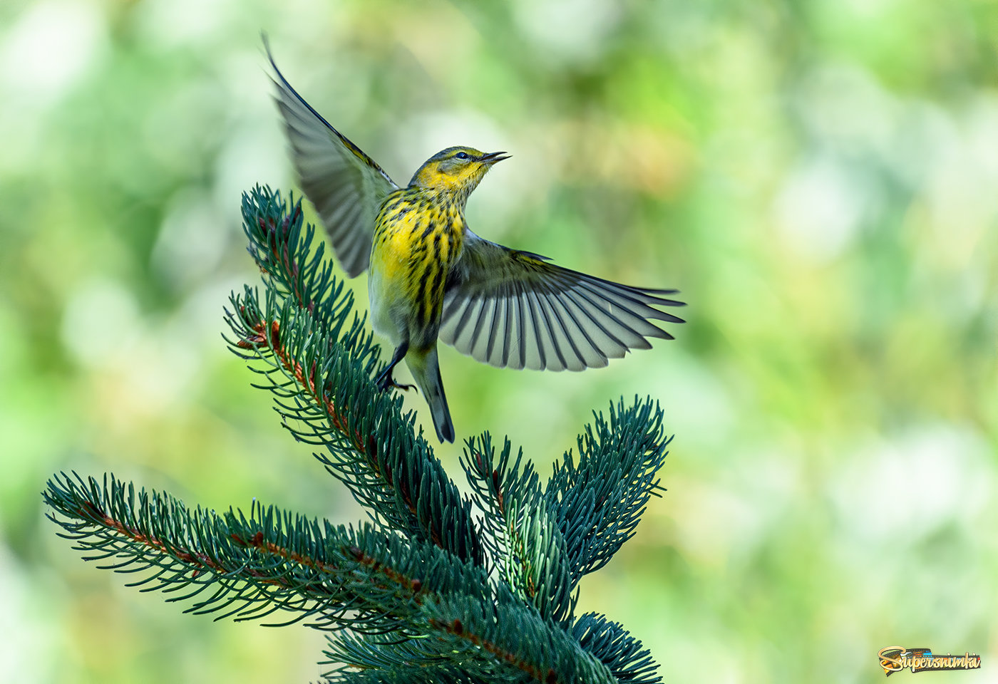 Cape May warbler (female or non breeding male)