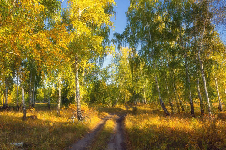 В березовой роще)
