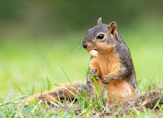 Лисья Белка -Fox Squirrel
