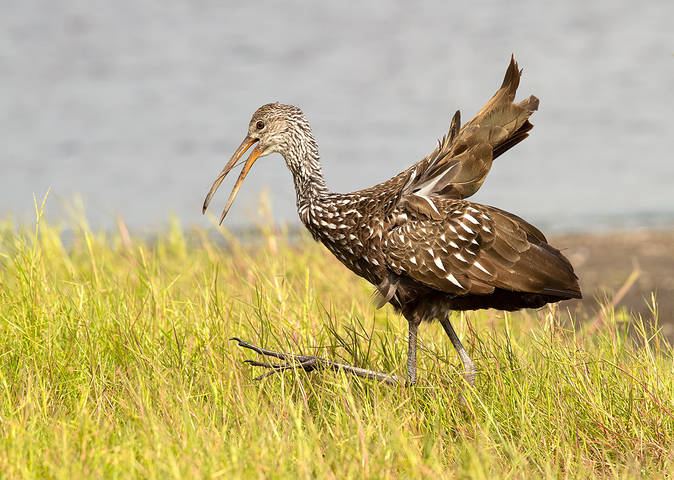  Limpkin - Арама, или пастушковый журавль