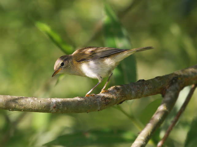 Камышевка садовая  ( Асrocephalus  dumetorum )