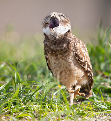 Щаас спою! Burrowing Owlet - Кроличий сыч
