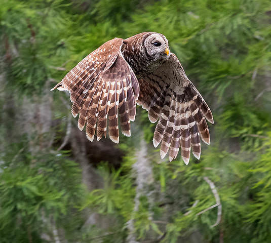 Barred Owl - Пёстрая неясыть