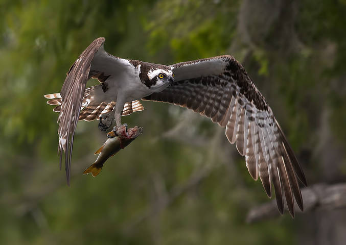 Osprey with Prey -Скопа с добычей