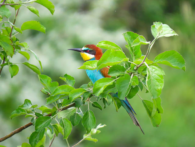 Золотистая щурка (Merops apiaster)