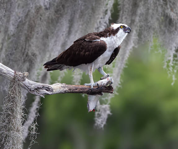 Osprey with Prey -Скопа с добычей