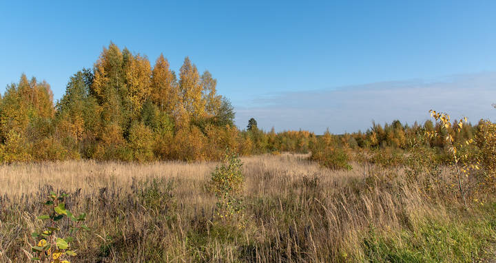 Золотая осень