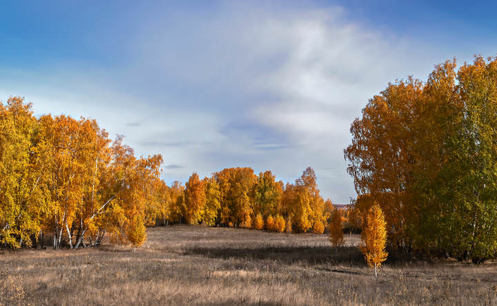 ЗОЛОТАЯ ОСЕНЬ
