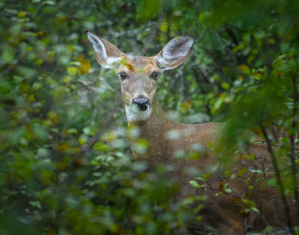 White-tailed deer (female & cub)