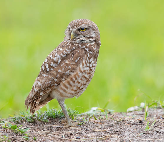 Burrowing Owl - Кроличий сыч
