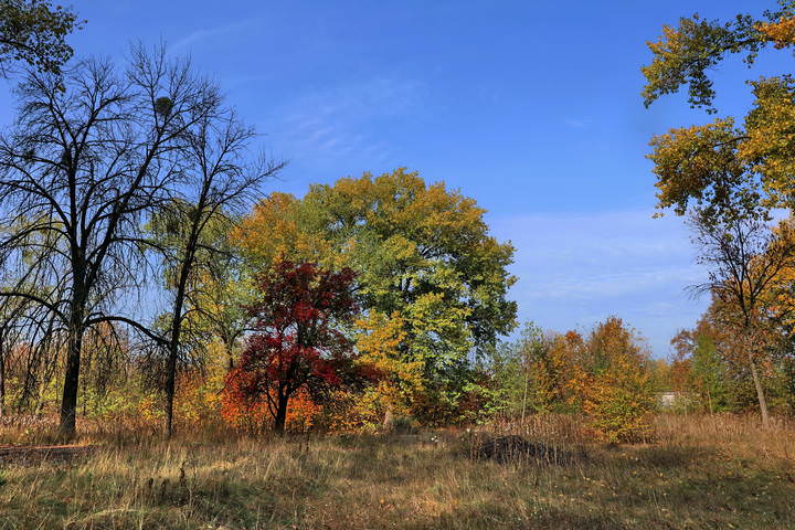  Осень в полдень.