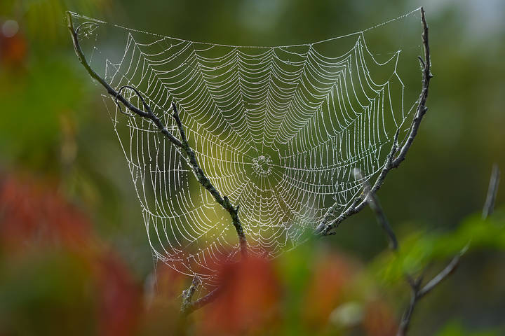 Spider sails-Паутинные паруса