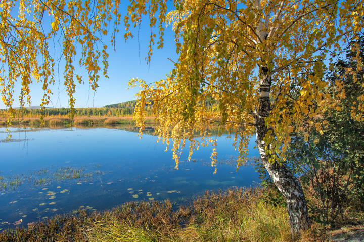 Золото осени
