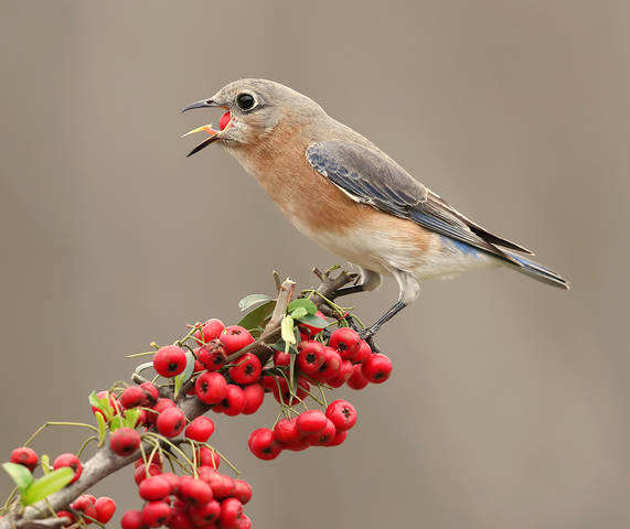 Аммм....Eastern Bluebird female Восточная сиалия (самка).