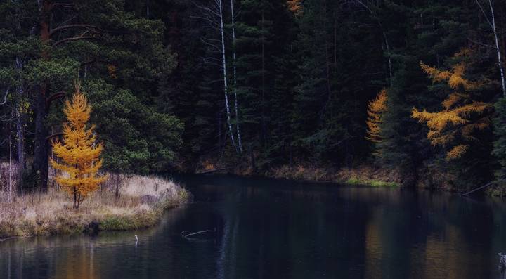 deepest forest