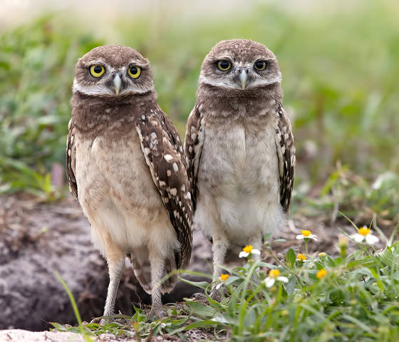 Сычики - Burrowing Owls