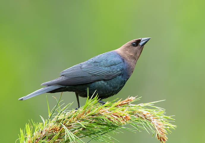 Brown-headed Cowbird - Буроголовый коровий трупиал