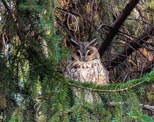 Ушастая сова (лат. Asio otus)