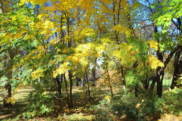 осенние мотивы