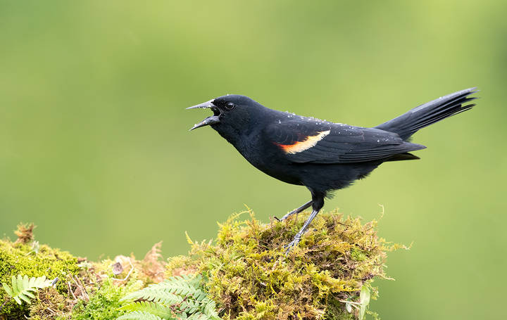 Красноплечий чёрный трупиал - Red-winged Blackbird