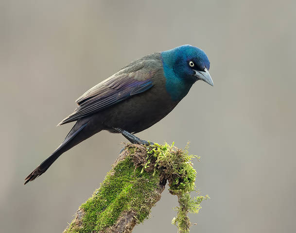 Гракл - Common Grackle