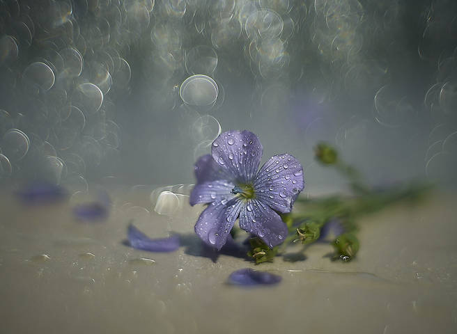 лён