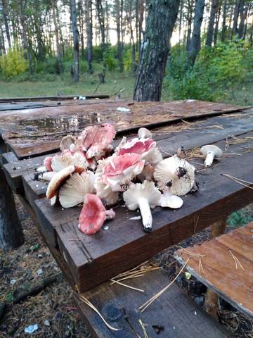 Грибы