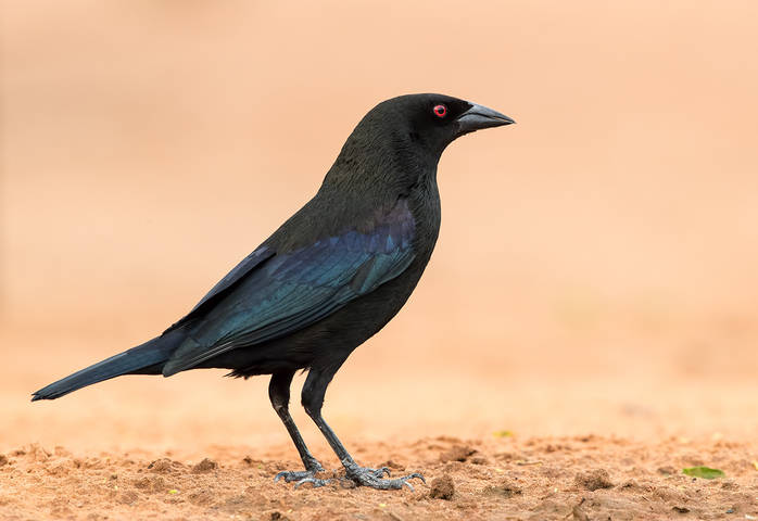 Bronzed Cowbird - Красноглазый коровий трупиал