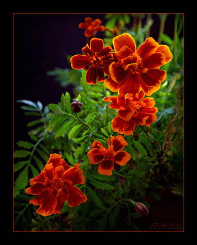 61726c5ce2cfda756135f941