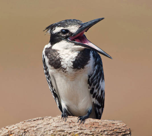 Малый пегий зимородок -Pied Kingfisher