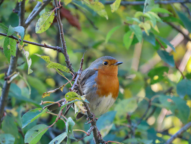 Зарянка,Вільшанка (Erithacus rubecula) European Robin.  