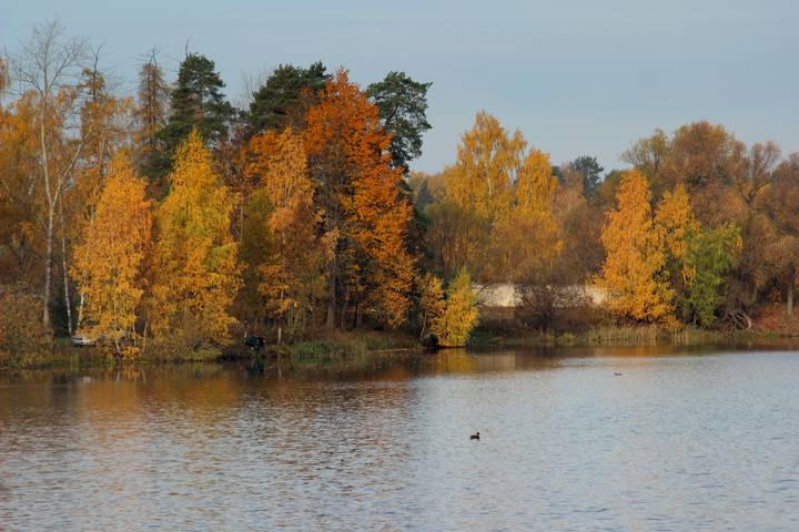 осенние мотивы