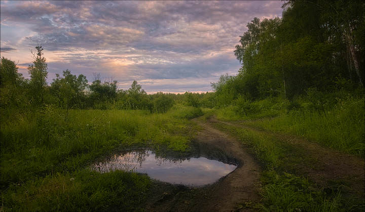 На лесной дороге